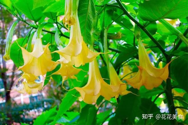 【曼陀罗】天使的号角,美貌之下却是世界上最毒的花草之一 - 知乎