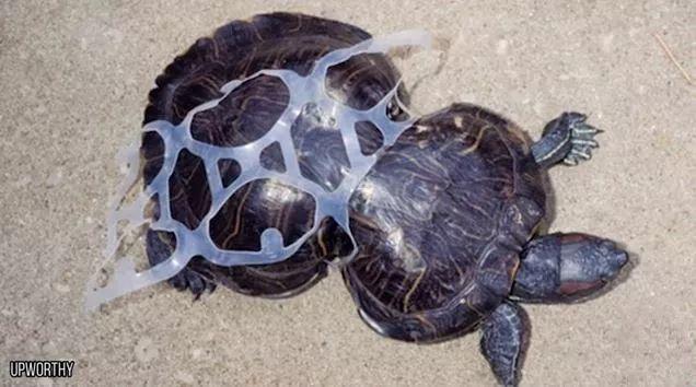 怀孕母鲸被44斤垃圾杀死这是人类拍过最残忍的照片