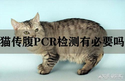 猫传腹pcr核酸检测有必要吗 知乎