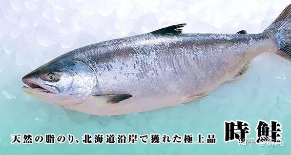 白鲑 | 你知道吗?双十一其实是属于鲑鱼的节日…… - 知乎