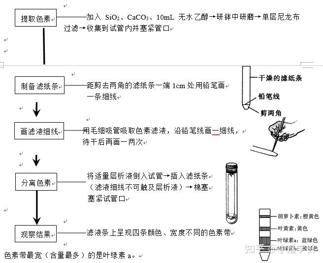 纸层析步骤图片