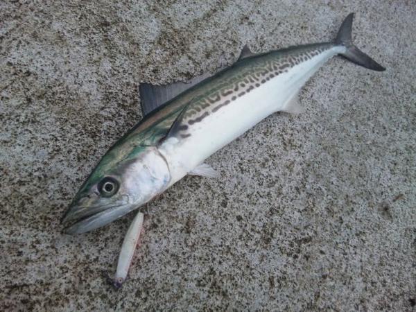 这只叫鰆的鱼 最好吃的季节可能不是春天 知乎