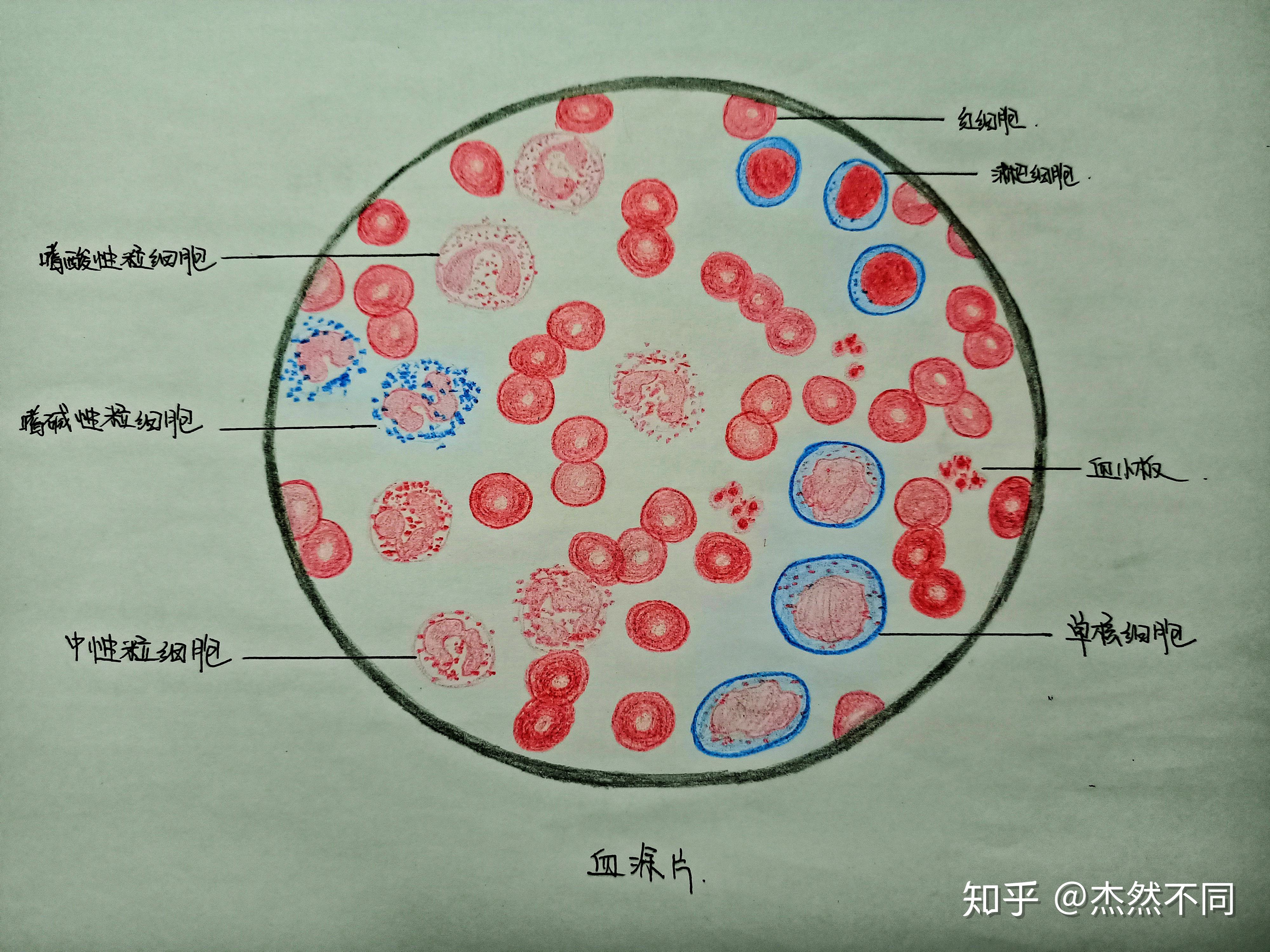 组胚红蓝手绘图第二课