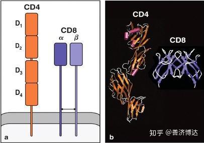 辅助性th1 Cd4 T细胞在肿瘤免疫治疗中的作用 知乎