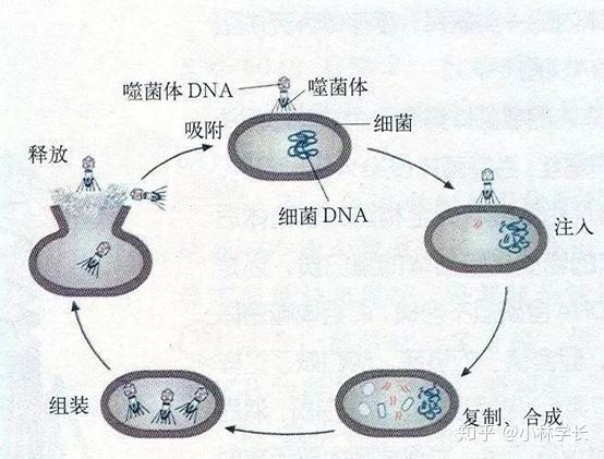 中心法則原理如下圖:根據rna能否直接起mrna作用而分成單股正鏈rna