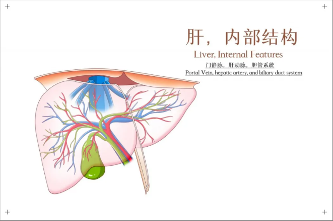 肝小叶模式图及标注图片