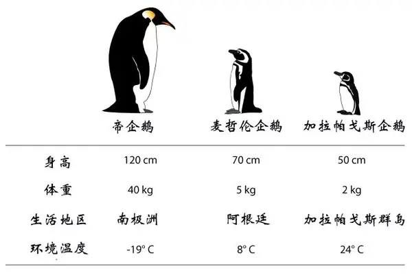 你妈非逼你穿秋裤时,极地动物却在雪地里打赤脚,难道不冷吗?