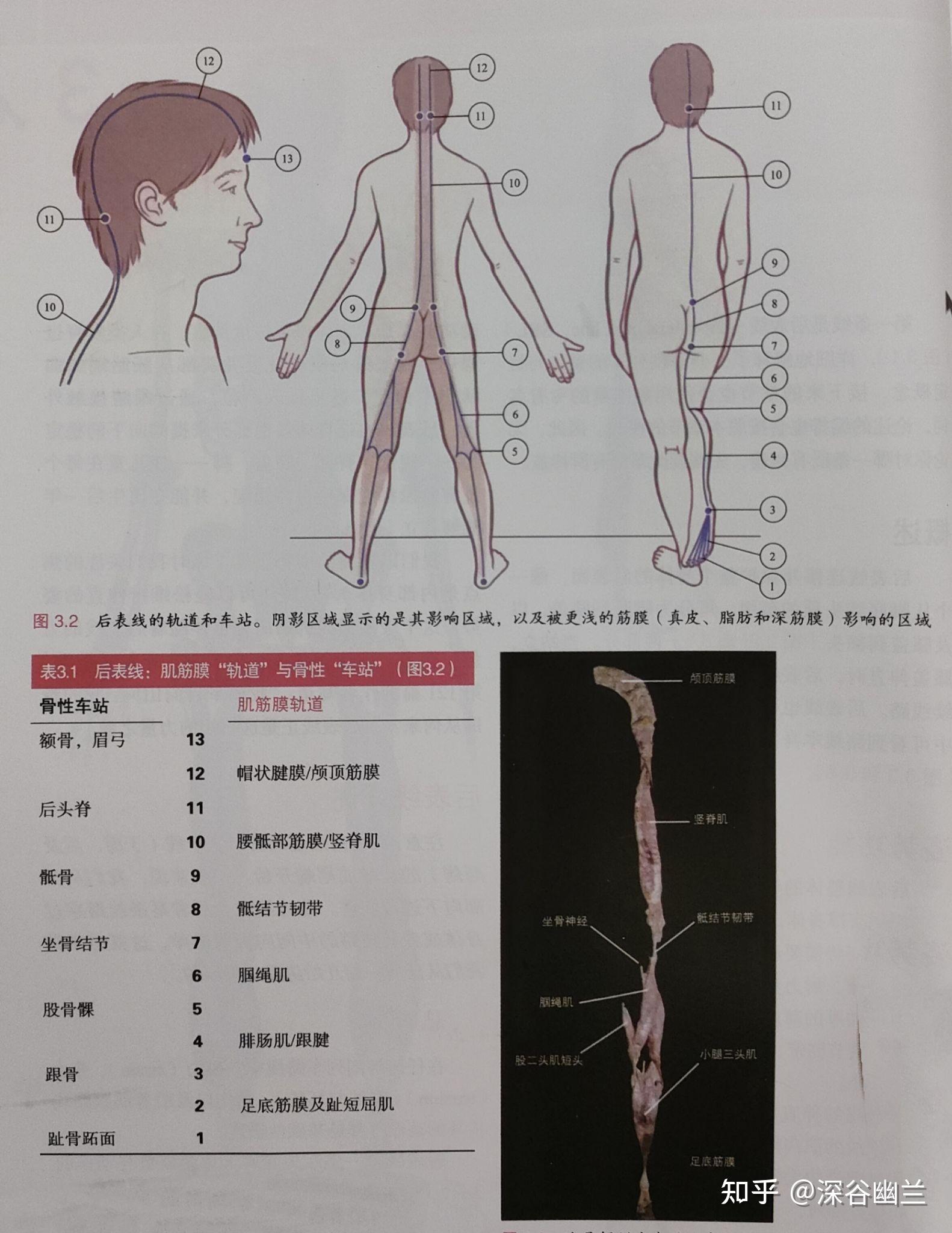 后表链肌肉图片