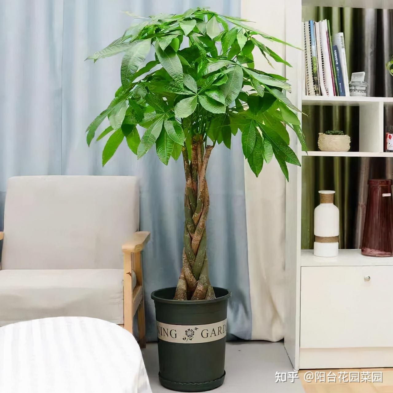 客厅最旺宅的大型植物（适合客厅养的7种风水好植物） - 花晓网