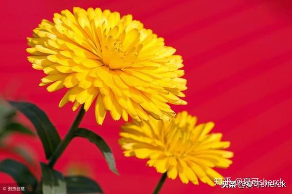 夏可叔叔扒产品 科颜氏金盏花 推 黄瓜和蓝水 知乎