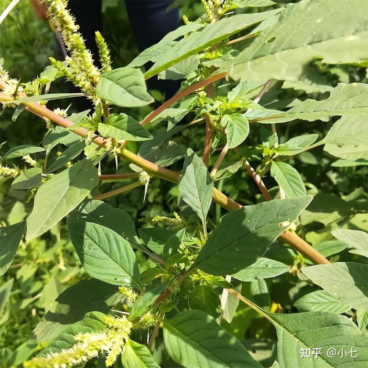 16种入侵植物，图文并茂涨知识，记住外形特征，见到请铲除 - 知乎
