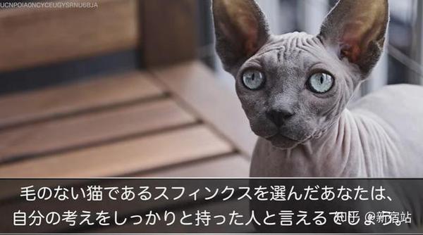 猫奴国日本教你选猫咪看性格 知乎