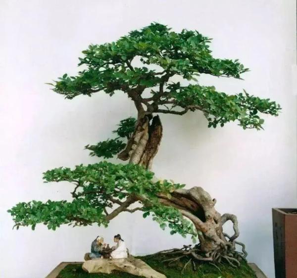 盆景入门须知:天生好养的36种盆景植物 - 知乎