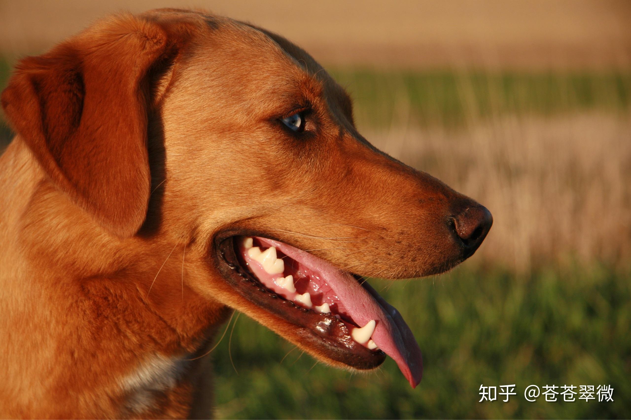 一条有修养的狗 vs 一条疯狂的狗