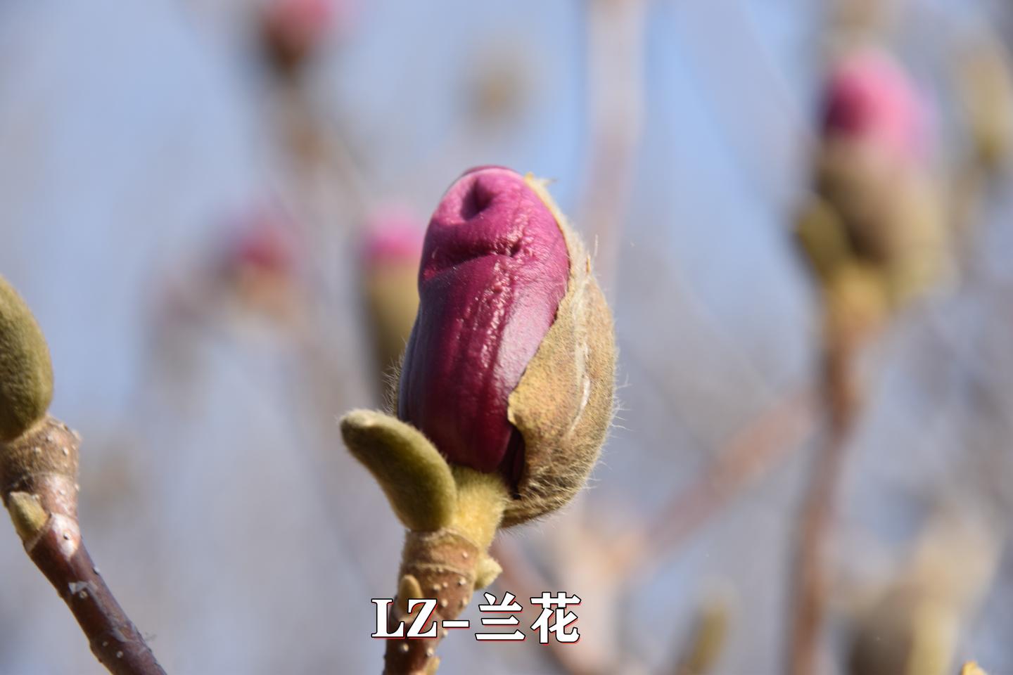 漂亮的紫玉兰花蕾是辛夷原来可以治疗鼻塞和风寒感冒