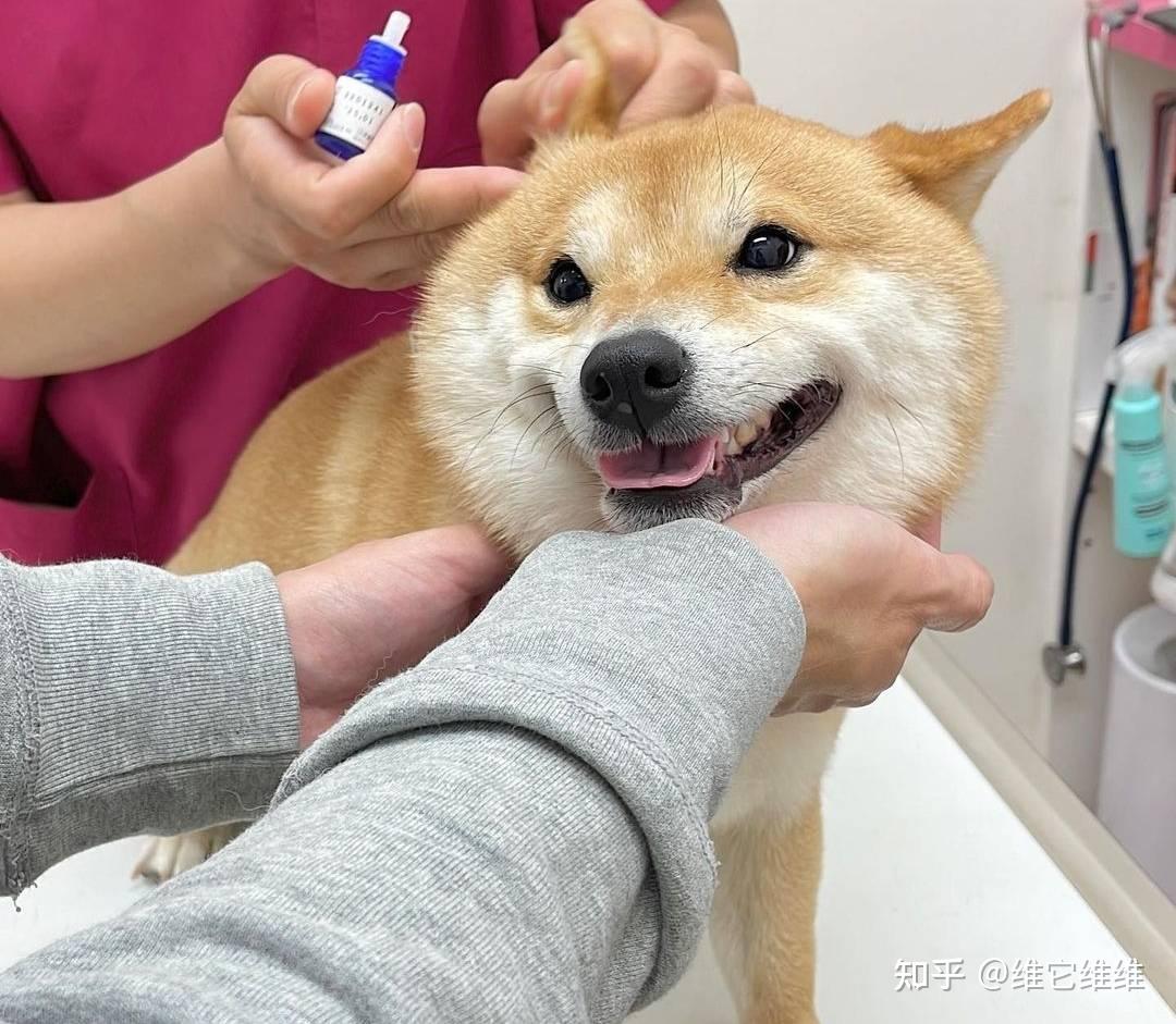 被野猫抓伤咬伤要不要打狂犬疫苗呢? - 知乎