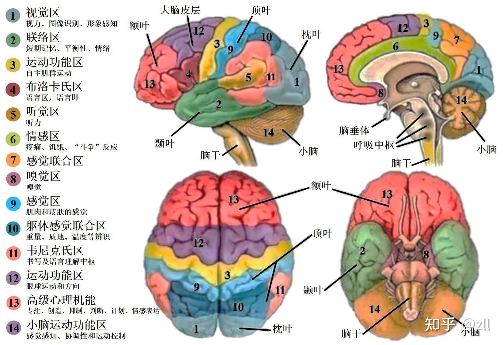 图5-3-7 视觉神经冲动传导通路-人体解剖学与组织生理病理学-医学