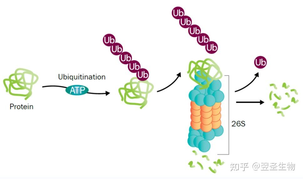 共价连接上几个泛素分子,最后被26s蛋白酶体特异性地识别并降解成小肽