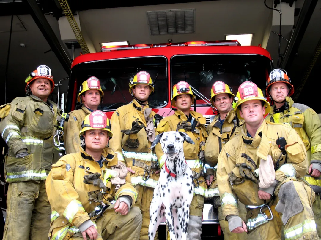 为什么美国消防犬要用斑点狗