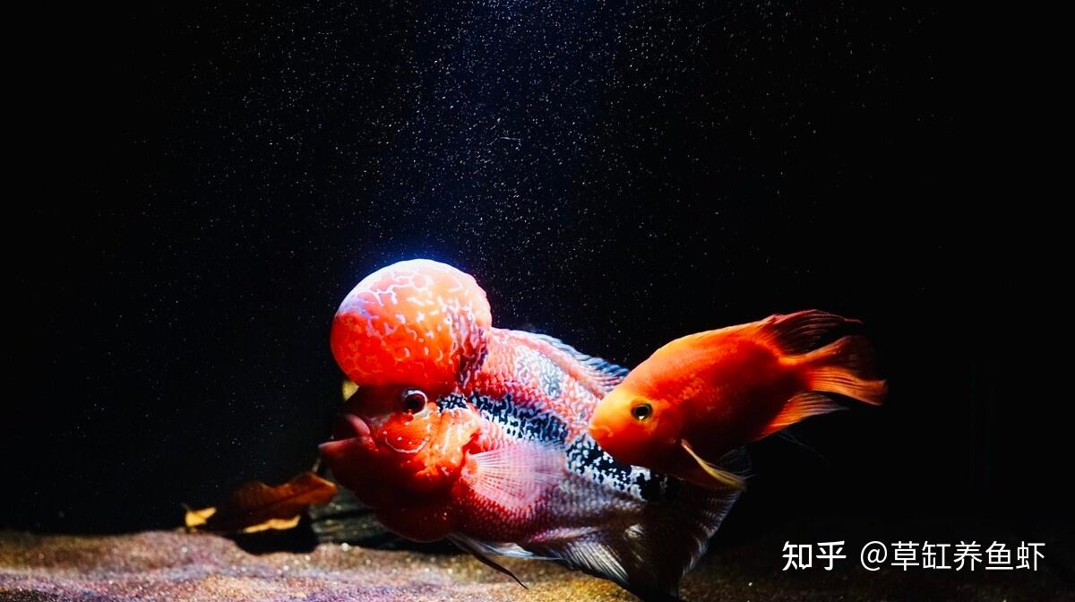 罗汉鱼好养吗?不止是好养!罗汉鱼会越养越好看,越养越好玩 - 知乎