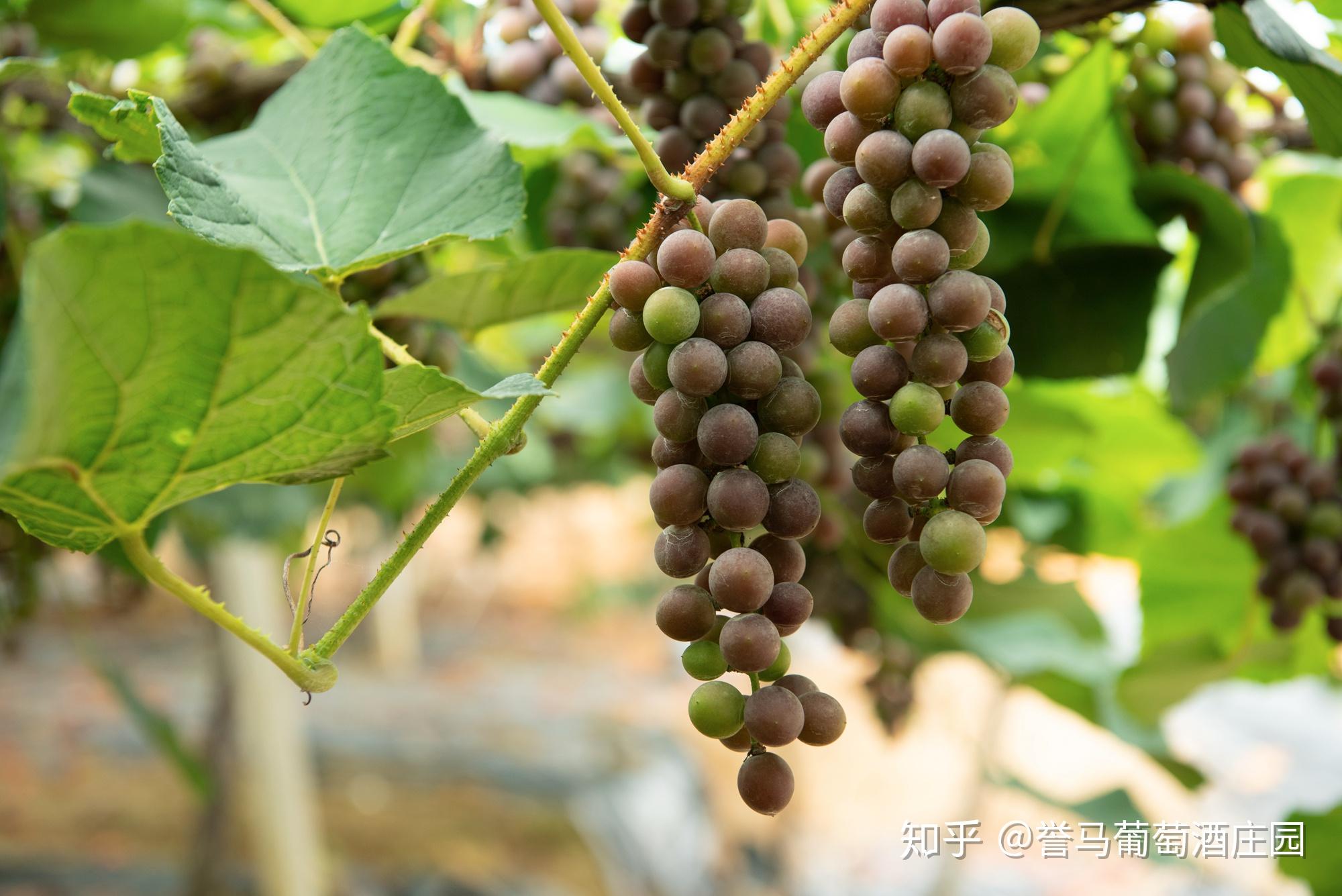 什么是紫秋葡萄