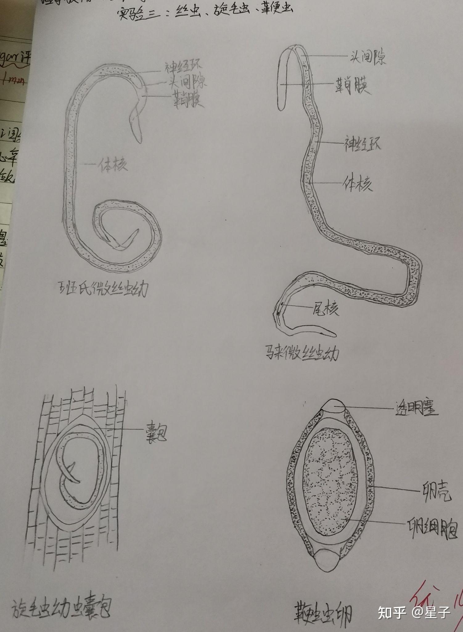 蠕形住肠线虫卵手绘图图片