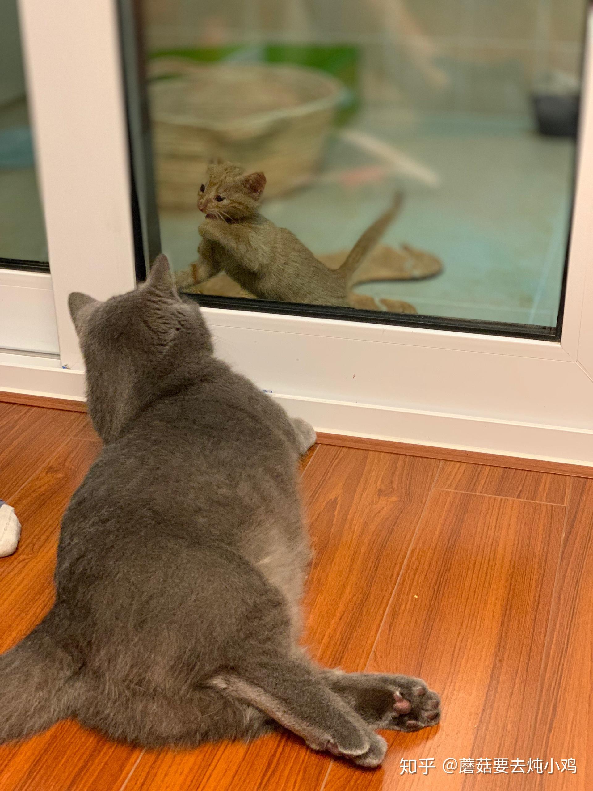 怎么看小猫是不是在打架 v2-4856299a76d65d8a4ba698126e1bef21_r.jpg