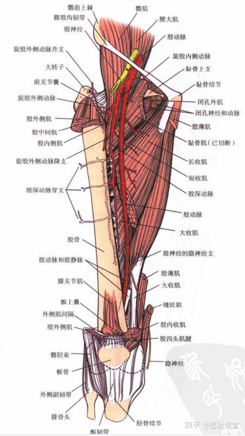 大腿韧带图图片