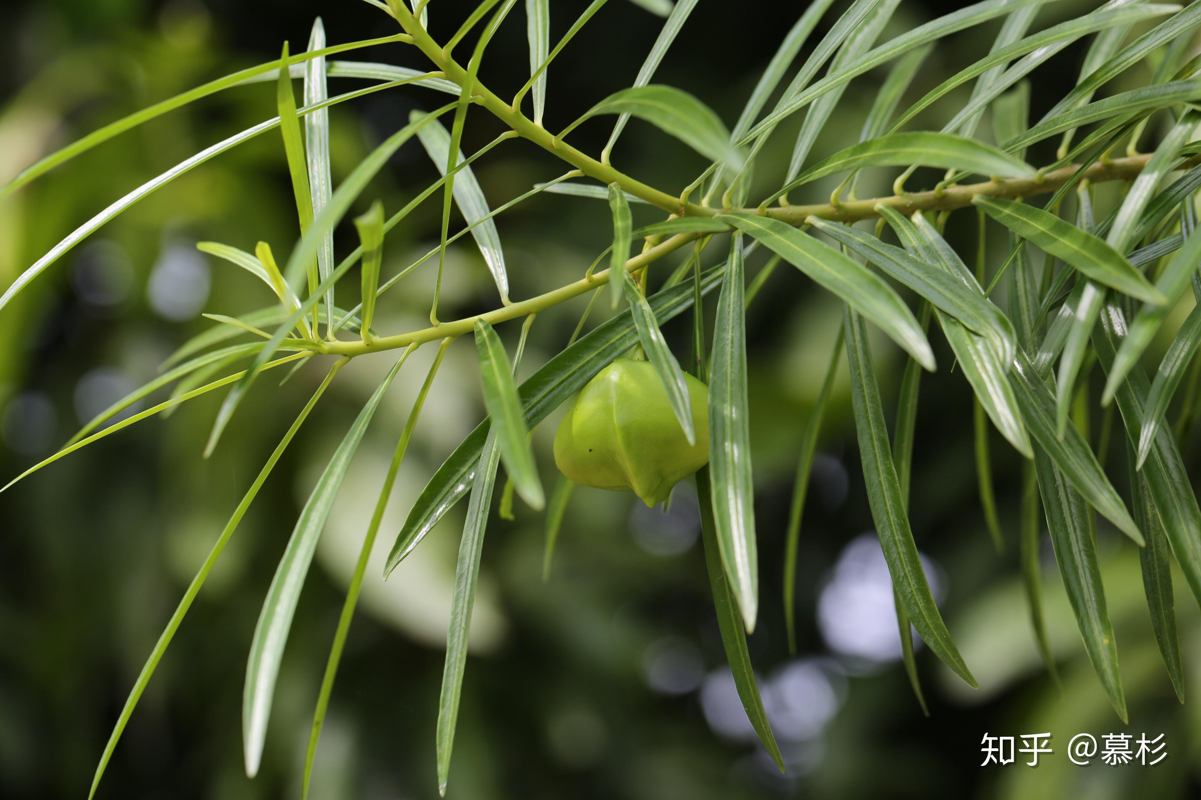 黄花夹竹桃(thevetia peruviana——夹竹桃科黄花夹竹桃属黄花夹竹桃