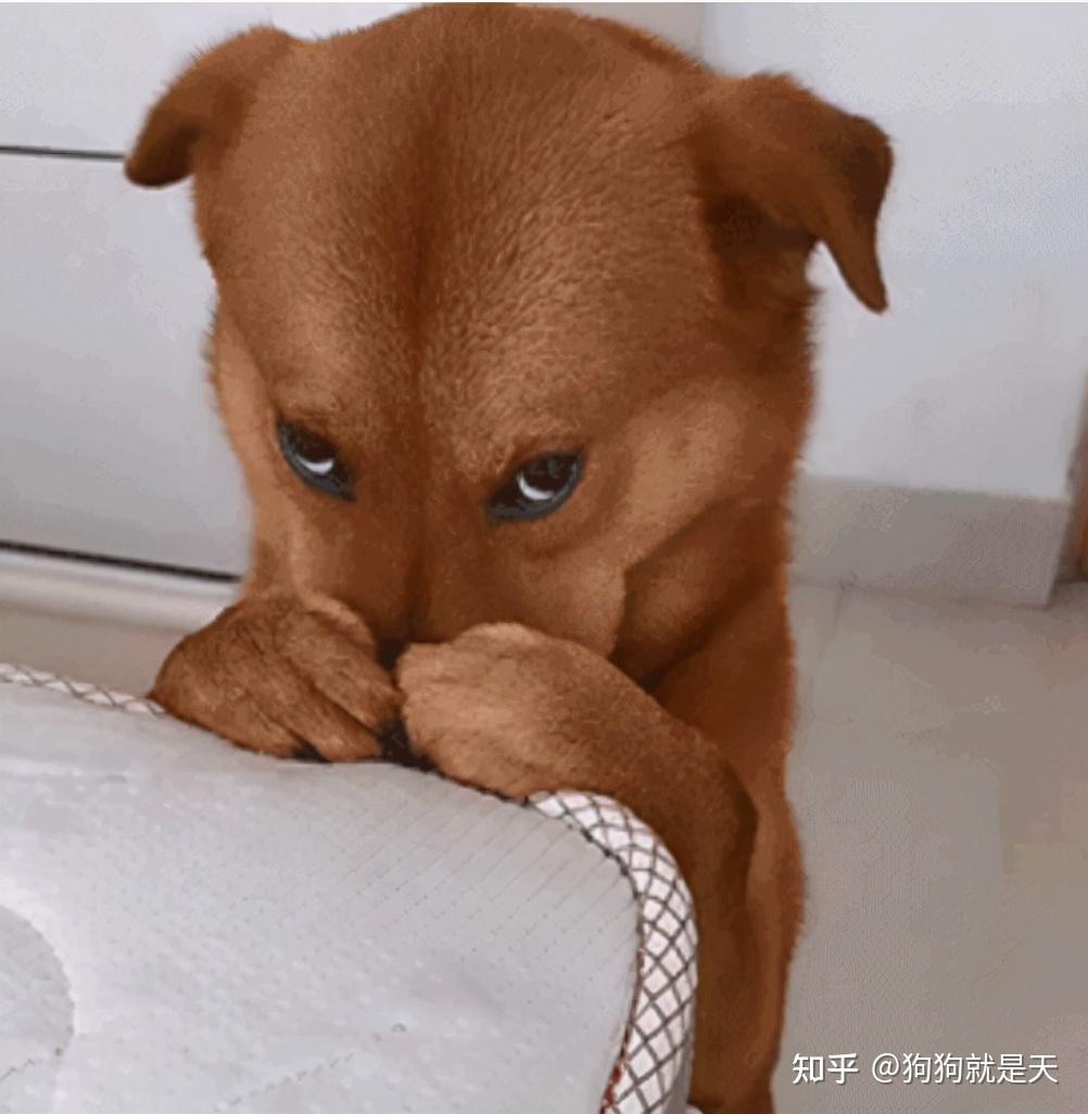 狗狗总是舔你其实是它想告诉你这些事别嫌它脏