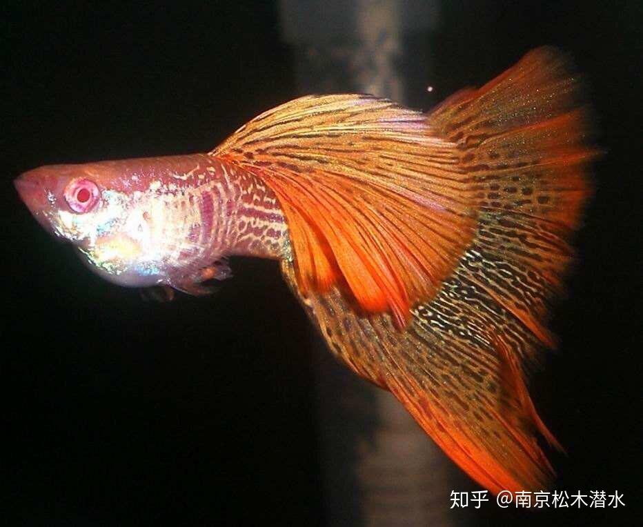 孔雀魚