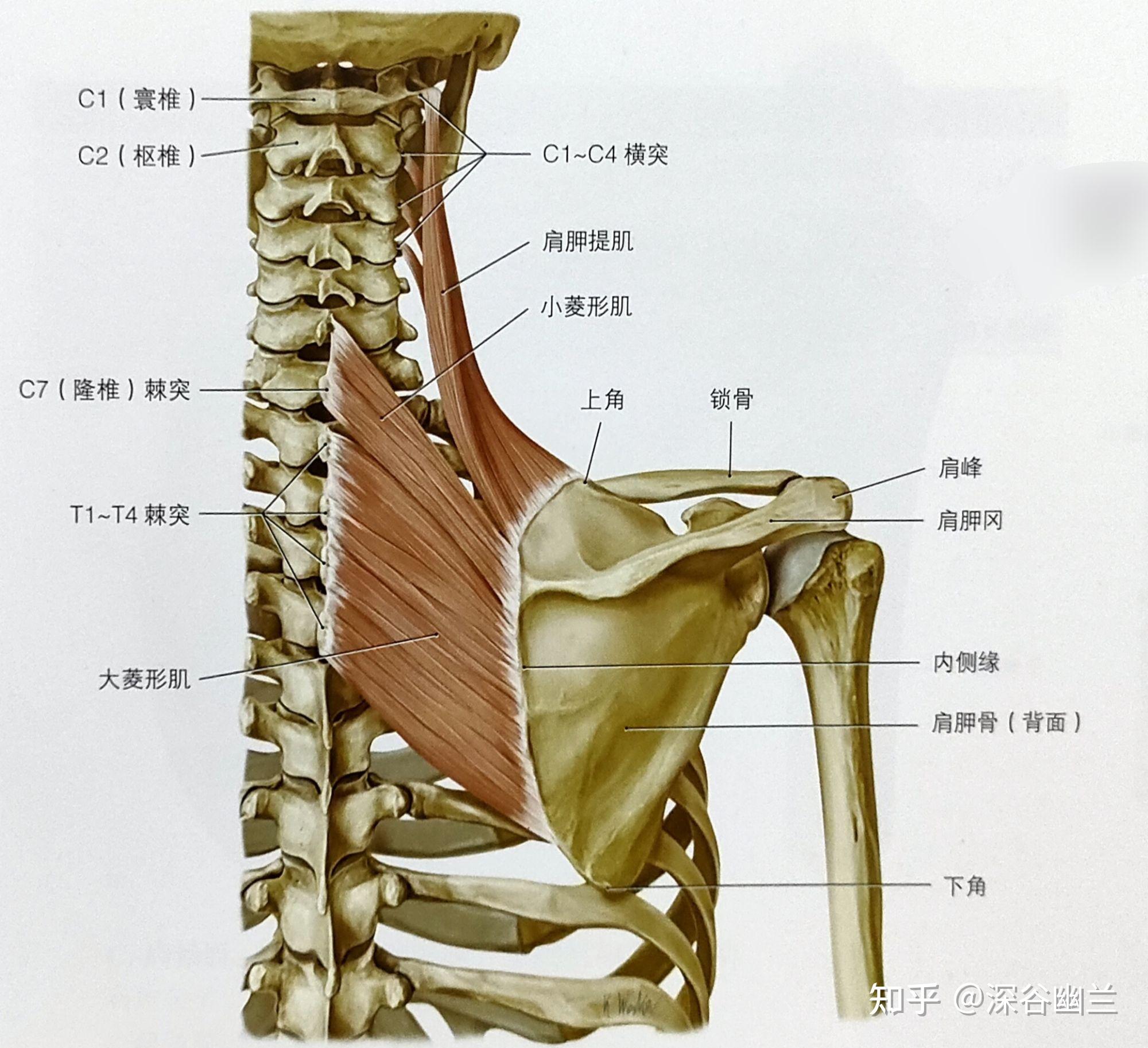 第一颈椎横突位置图片图片