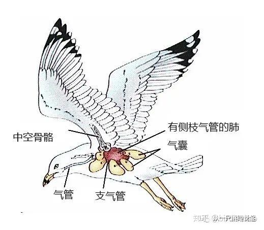 鸟的呼吸器官图片