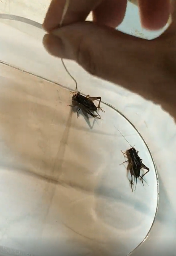 斗虫花絮,相当精彩 (二)