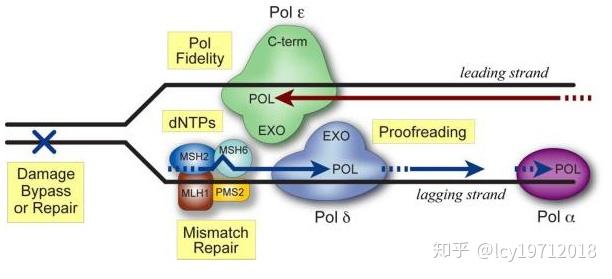 DNA复制的忠实性及其生物学意义 - 知乎