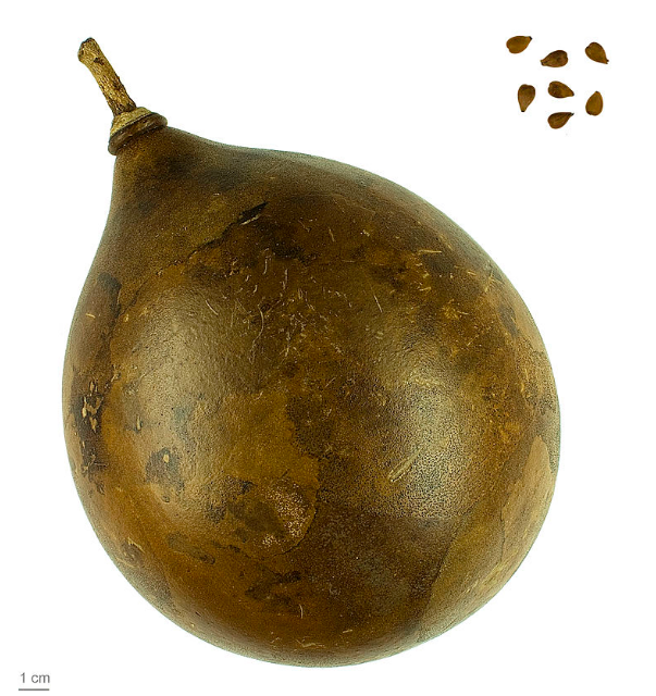 会爆炸的果实:炮弹果