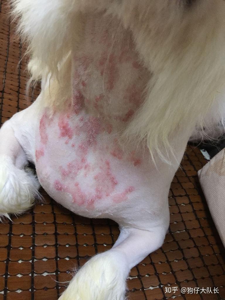 狗狗得了皮肤病怎么办怎么区分真菌螨虫湿疹皮炎脓皮症