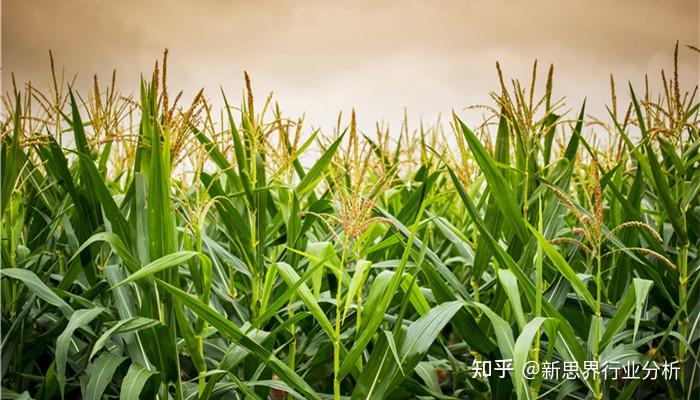 半叶素(N-乙酰硫代脯氨酸)可用作植物生长调节剂 本土企业技术水平不断提升 - 知乎
