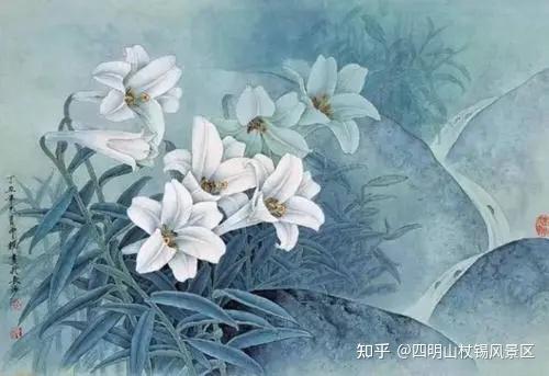 白色百合花图片 白百合花图片大全大图 最漂亮的百合花图片