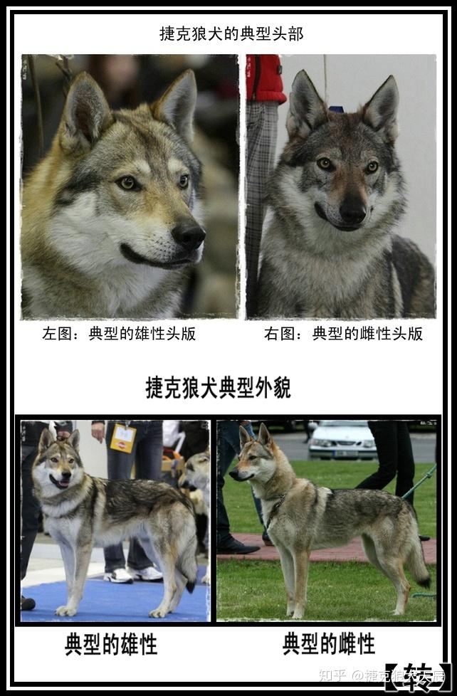 關於捷克斯洛伐克狼犬犬種評定標準