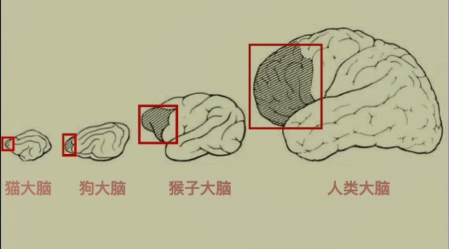 脑科学：现代人的一门重要必修课 - 知乎