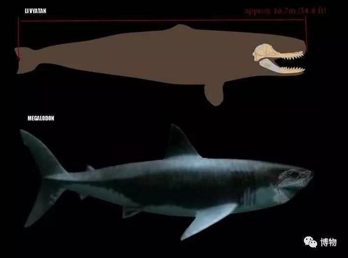 利维坦鲸(上)和巨齿鲨(下)的体型对比猜想图片来自:http://noticias