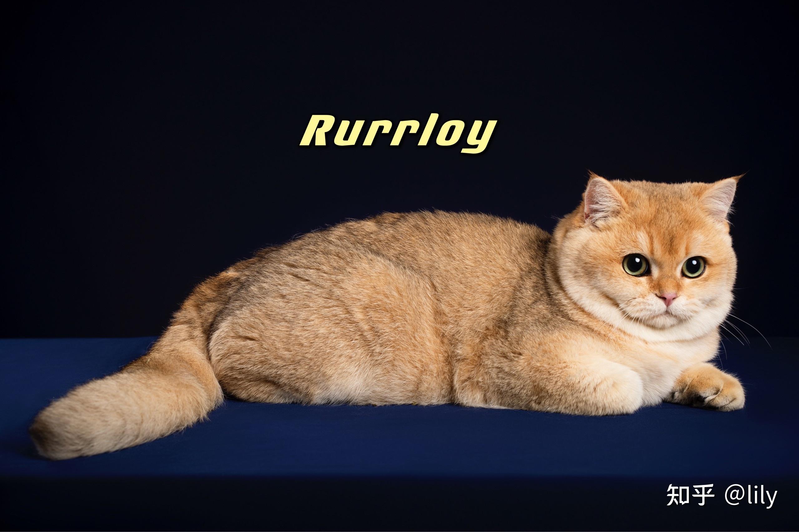 一只金渐层猫舍的价格是2w-5w,是猫舍骗我还是真的需要这个价格?