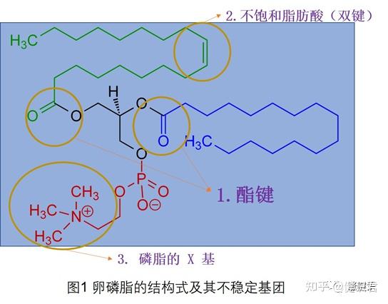 卵磷脂的结构示意图图片