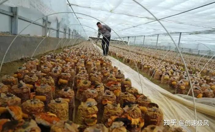 被称为“森林黄金”的桑黄,究竟是如何形成的?值不值千元一斤?(桑黄是什么树生长出来)