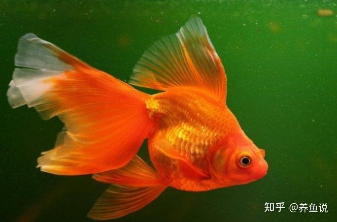 風水魚真存在魚缸放幾條風水魚好哪些觀賞魚是真正的風水魚