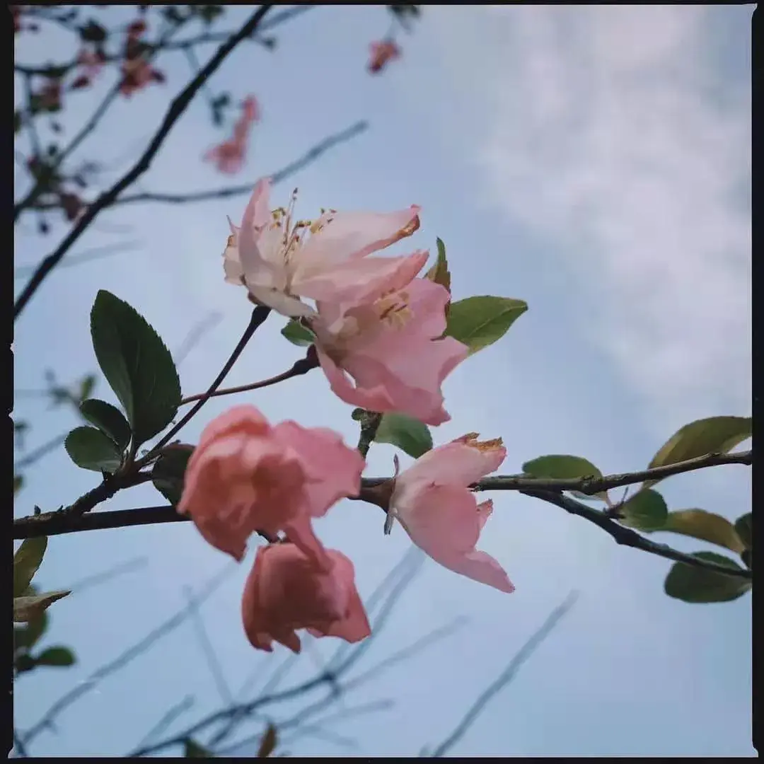 ADHD症状日记