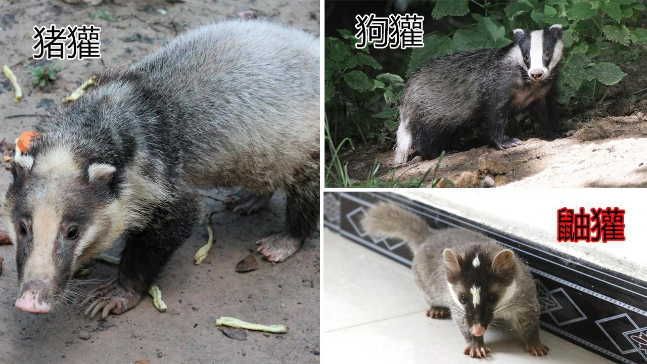 北京一菜地里发现神奇动物，鼻子像猪，身体像狗，见人靠近很凶猛 - 知乎