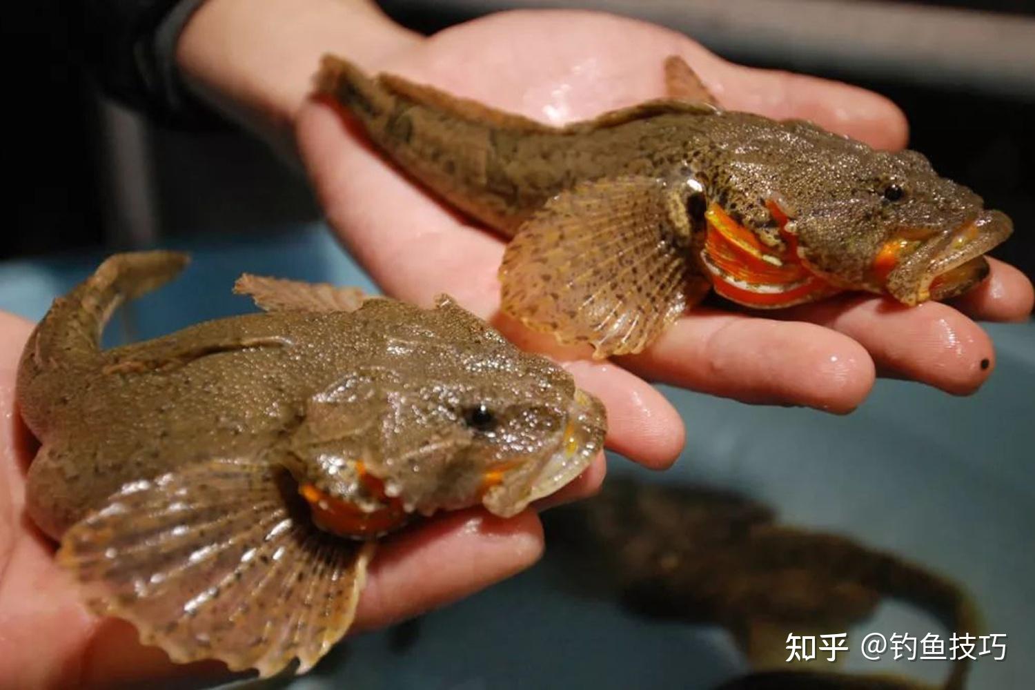 中国五大贡鱼图片