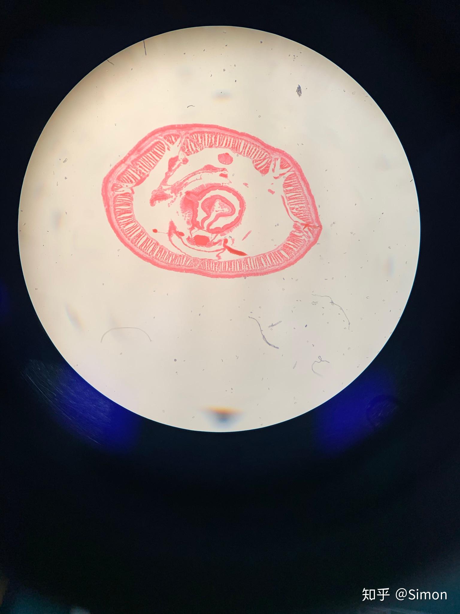 普通动物学实验五